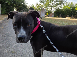 Roxy - staffy mix - needing a loving home asap