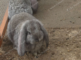 French lops bucks