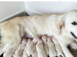 Kc golden retriever puppies