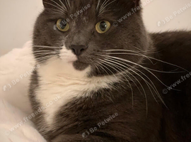 2 year old needing rehoming