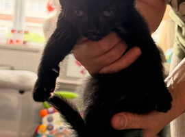 4 kittens for sale