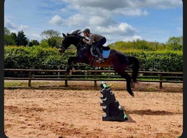 17hh gelding