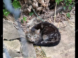 3 lovely kittens ready for new home