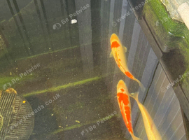 Koi
