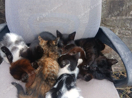 Outdoor kittens