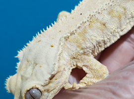 Lily white gecko with viv