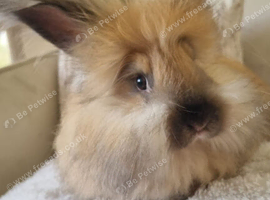 Beautiful baby full breed angoras