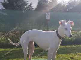 PET HOME ONLY, DEAF DOG