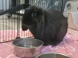 Beautiful 5 month female Lop Bunny