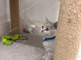 Persian Kittens