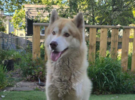 Beautiful 2-Year-Old Dog Looking for a Loving Home