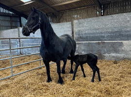 Friesan purebred mare & foal