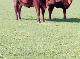 2 Lincoln red cows