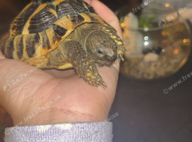 3 year old hermanns