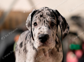 Exceptional Great Dane puppies &ndash; Champion European Bloodlines
