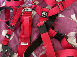 Bullybillows lead collar and harness