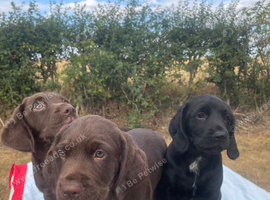 Cocker Spaniel x Lab Cross