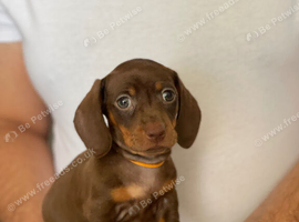 Miniature dachshund puppies