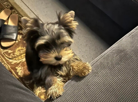 Stella's Yorkshire terrier female puppy