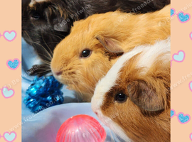 **Beautiful Loving Natured Baby Guinea pigs **