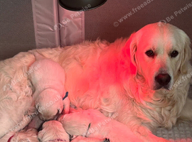 English cream golden retriever puppies