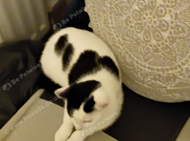 Female kitten for sale