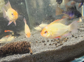 Golden Rams