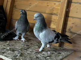Kurdish Tumbler Pigeons For Sale