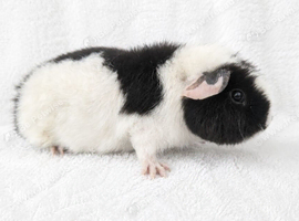 Teddy guinea pig