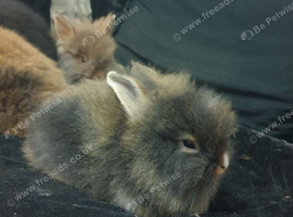 5 lionhead rabbits for sale