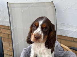 Cocker spaniel