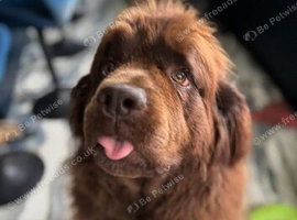 Brown Newfoundland girl