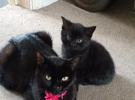last kitten of litter of 5