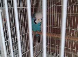 Beautiful exhibition male budgie