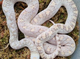 Hypo Whitesided Bullsnake &ndash; 2023 CB