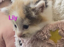 Siberian hypoallergenic kittens