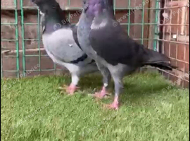 Pigeon for sale