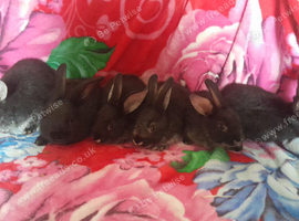 Bunnies