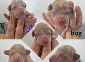 F1b cockapoo puppies
