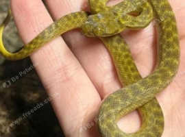 Cat Eyed Snakes at Birmingham Reptiles (Golden Phase)
