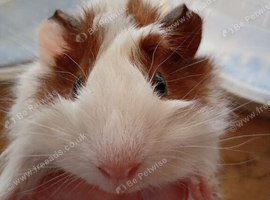 Baby Guinea Pig