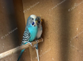 Pair of budgies