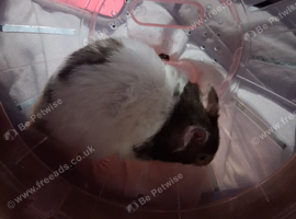Baby hamsters
