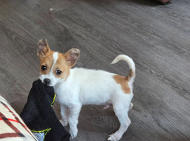 Beautiful little jrt dog last one