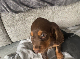 Cocker spaniel puppies