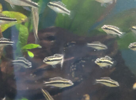 kribensis cichlid young