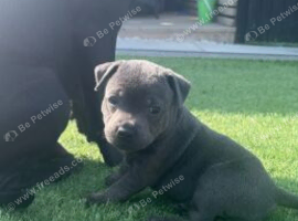 STUNNING STAFFORDSHIRE BULL TERRIER PUPPIES SEEKING THEIR LOVING HOMES