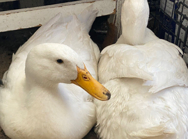 2 Female Aylesbury Ducks