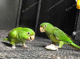 White eyed conurs want thanks