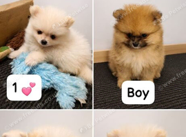 Pomeranian puppies males and females Ready 22july
